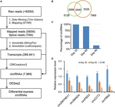 Genome-Wide Analysis of Circular RNAs Mediated ceRNA Regulation in Porcine Embryonic Muscle Development